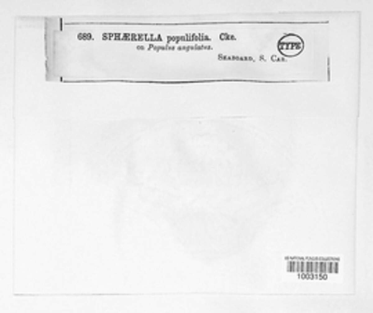Mycosphaerella populifolia image